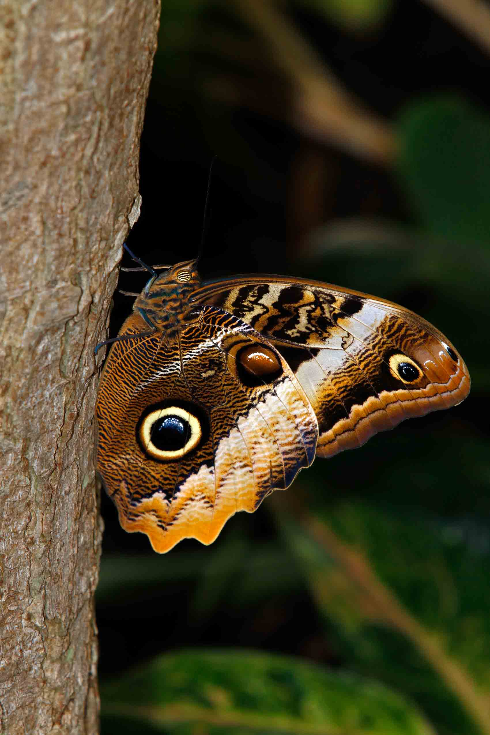 14 Cool Amazon Rainforest Insects • I Heart Brazil