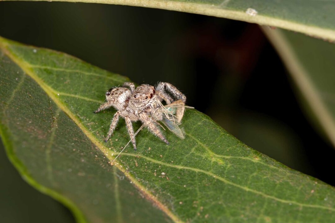 5 Creepy Amazon Rainforest Spiders • I Heart Brazil